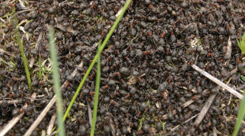 Муравьи во сне. к чему снятся муравьи