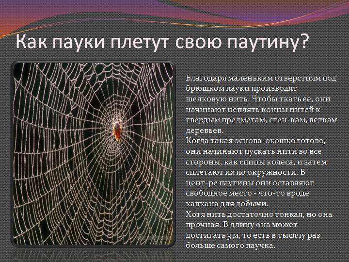 Как и для чего пауки делают паутину. откуда берется паутина у паука? зачем паук плетет паутину – основные функции