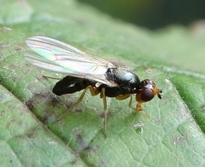 Морковная муха и как с ней бороться: фото, видео, описание