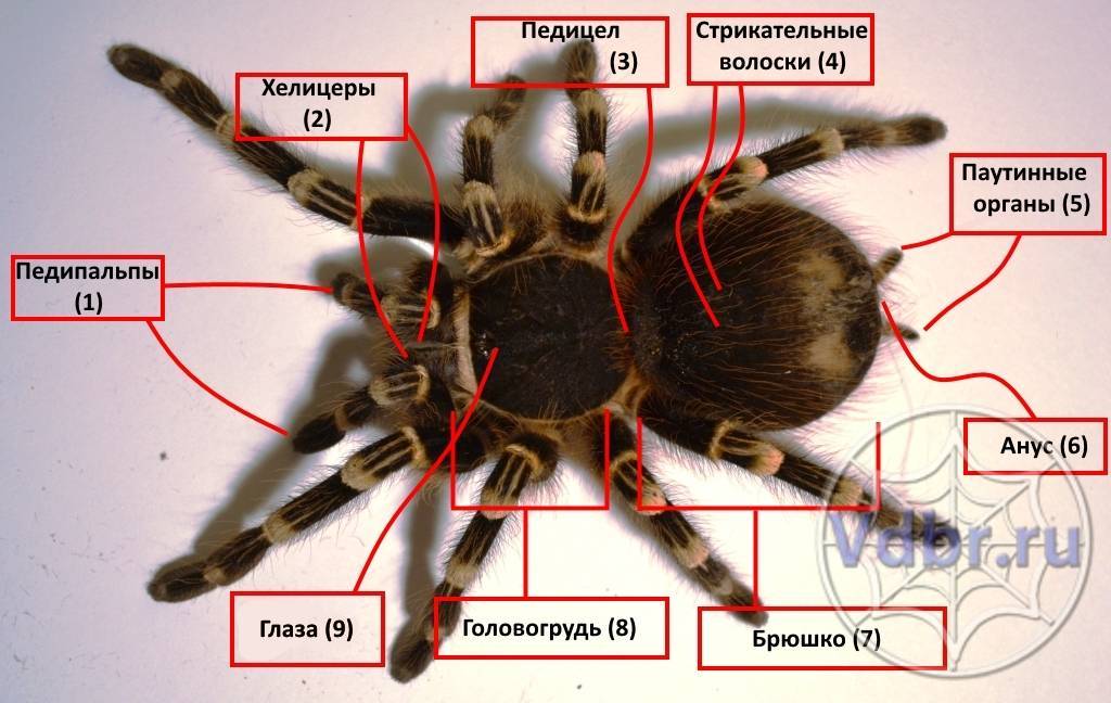 Подтип хелицеровые (chelicerata), класс паукообразные (arachnida)