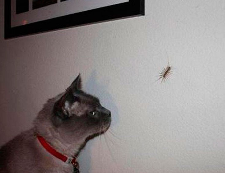 Что делать, если кот или кошка съели муху