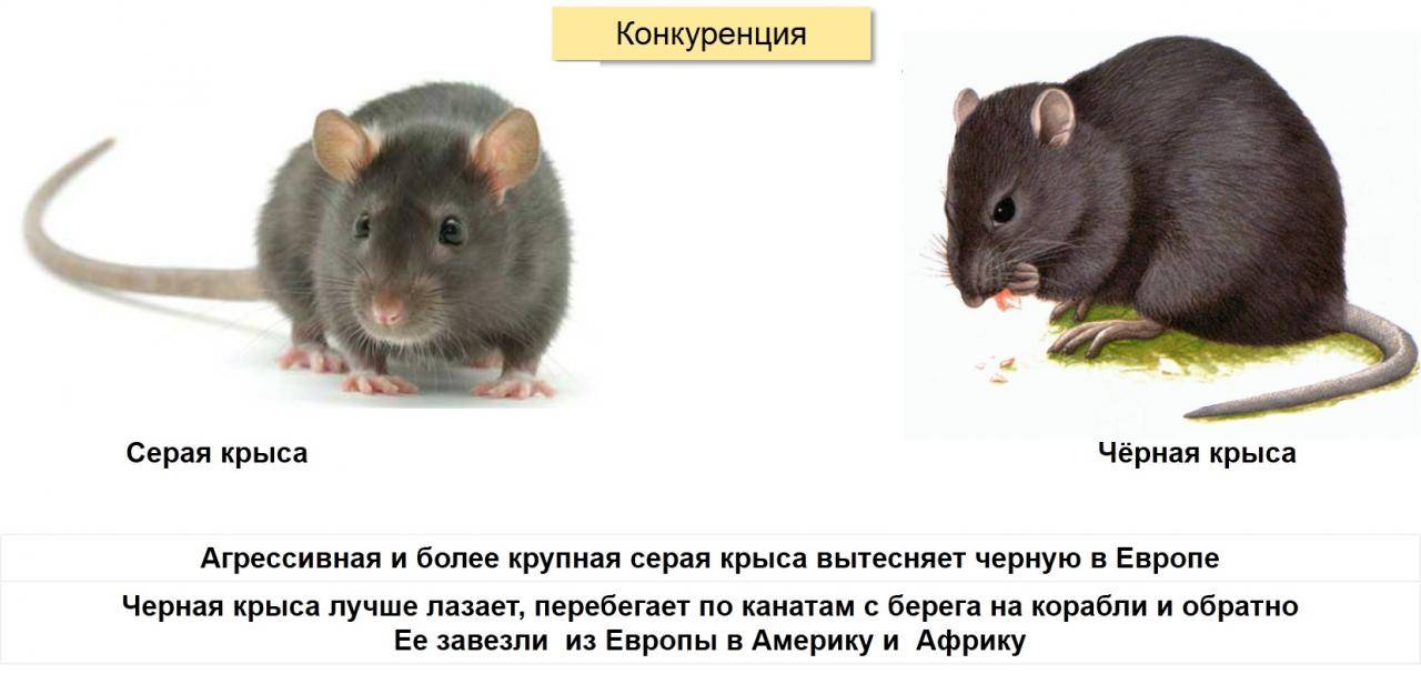 Как ухаживать за черной крысой: питание и размножение, среда обитания и внешний вид грызуна. черная крыса