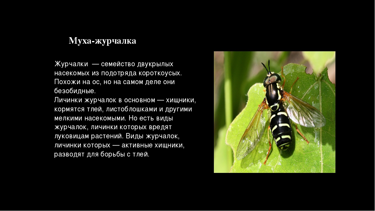 Навозная муха — грозный хищник и помощник человека. описание и фото навозной мухи