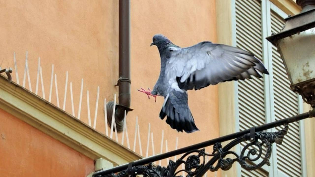 Как избавиться от голубей дома. Защита от голубей на подоконнике. Защита балкона от голубей. Шипы от голубей на балконе. Защита памятников от голубей.