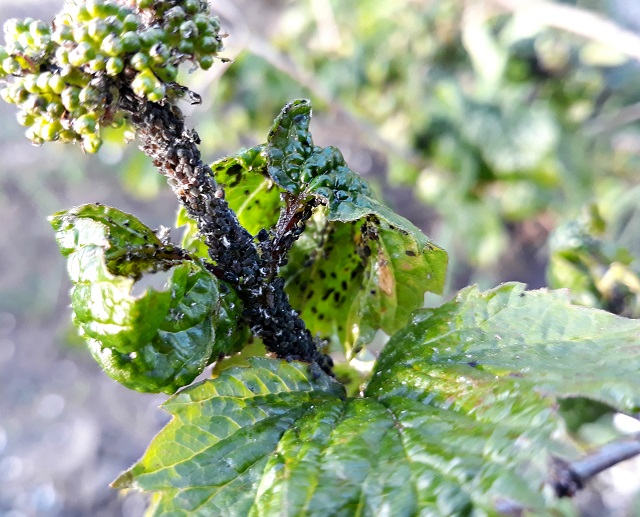 Калину едят гусеницы: как бороться с вредителем народными средствами