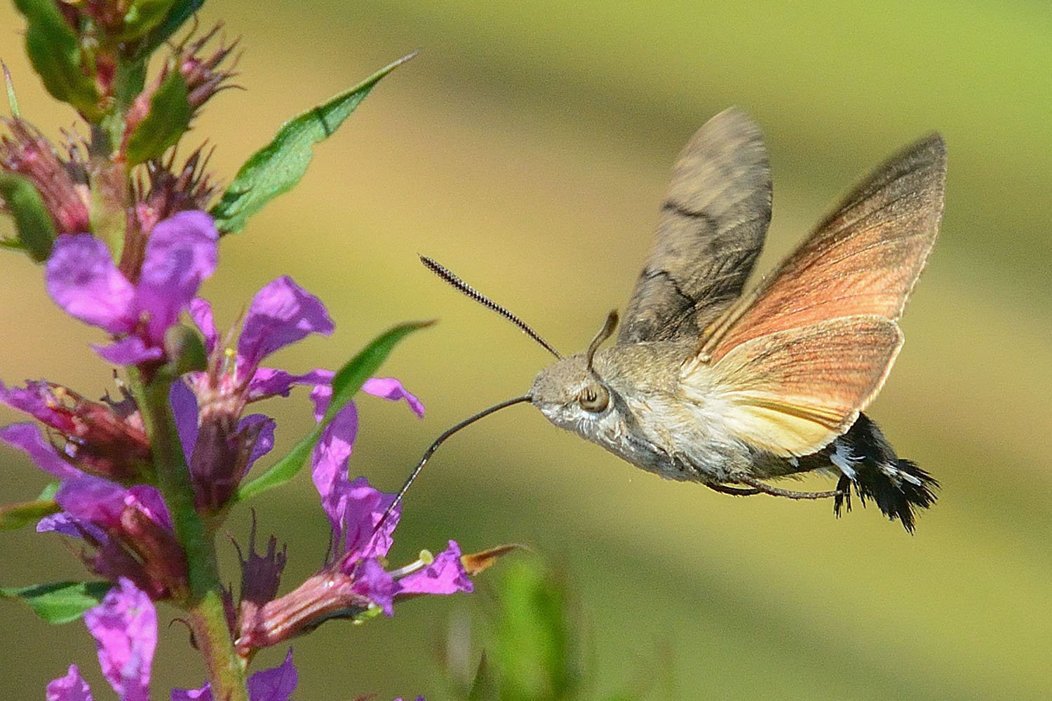 Бабочка бражник: описание с фото, причины появления, опасность