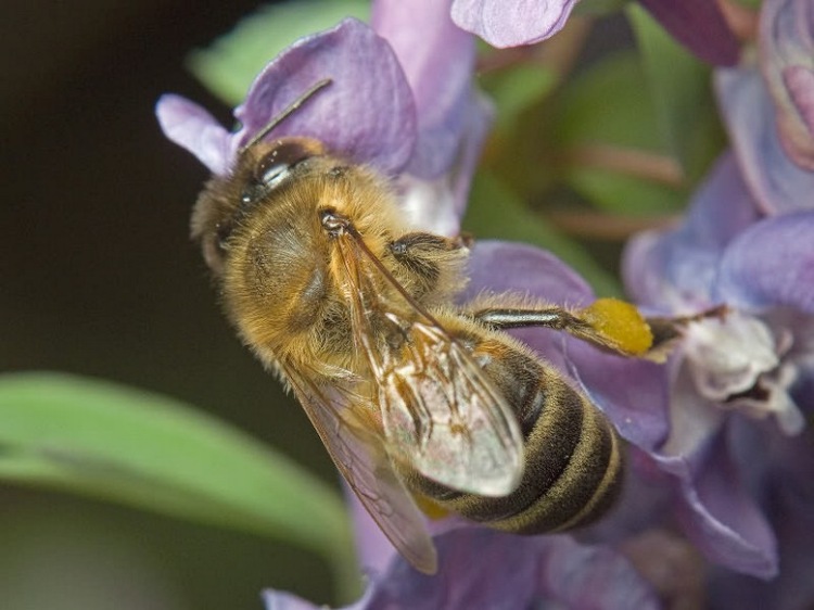 Пчеловодство. особенности медоносных пчел. — agroxxi