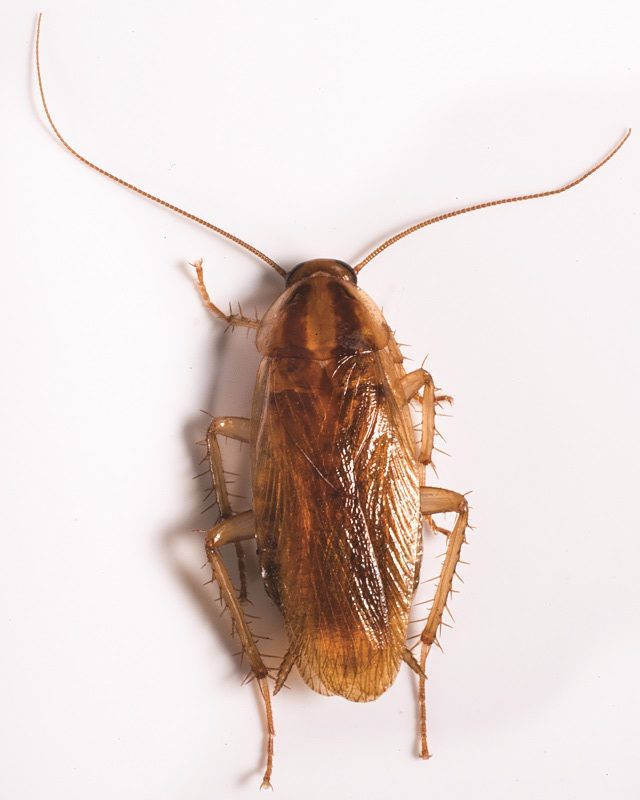 Рыжие тараканы: как избавиться от паразитов