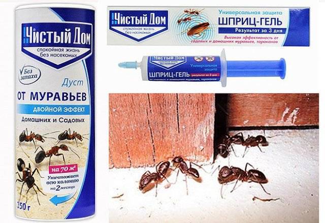 Эффективное средство от домашних муравьев в квартире