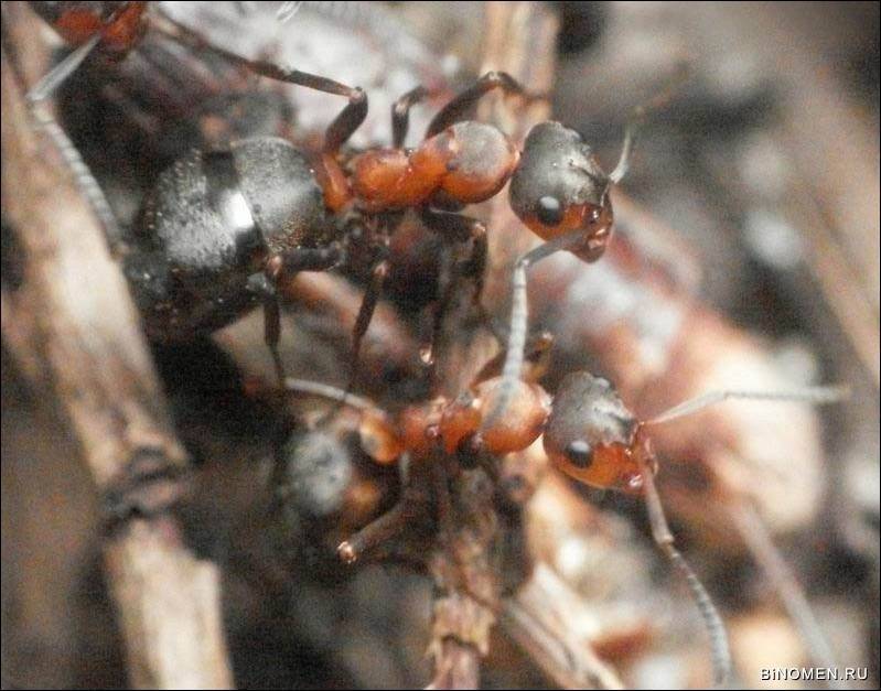 В чем заключается боязнь муравьев – создадим вредителям неприемлемые условия для проживания в квартире