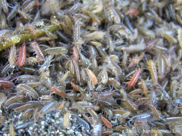 Морская блоха: внешний вид, среда обитания, особенности питания и размножения, фото