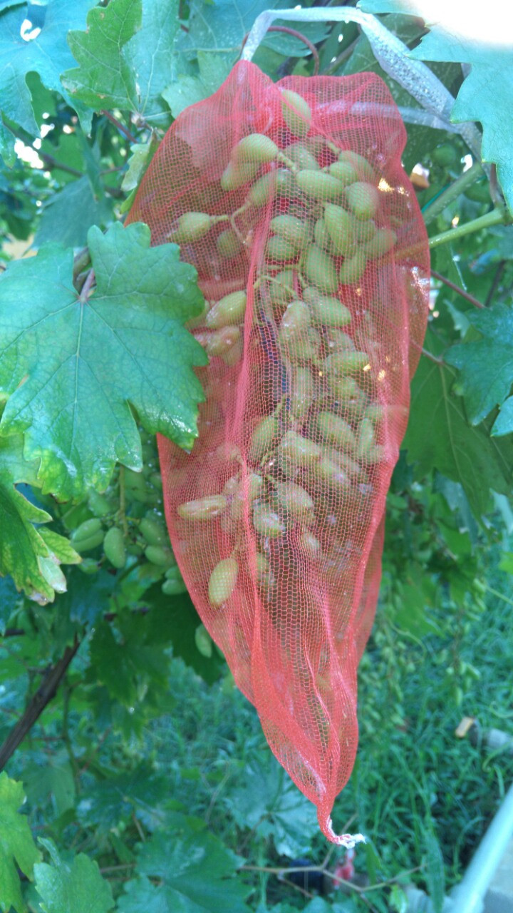 Создание мешочка от ос для защиты винограда