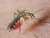 Комар-пискун – навязчивое насекомое, мешающее спать по ночам. комар насекомое. образ жизни и среда обитания комара