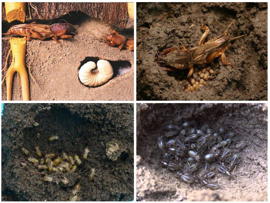 Личинки медведки и майского жука отличие фото