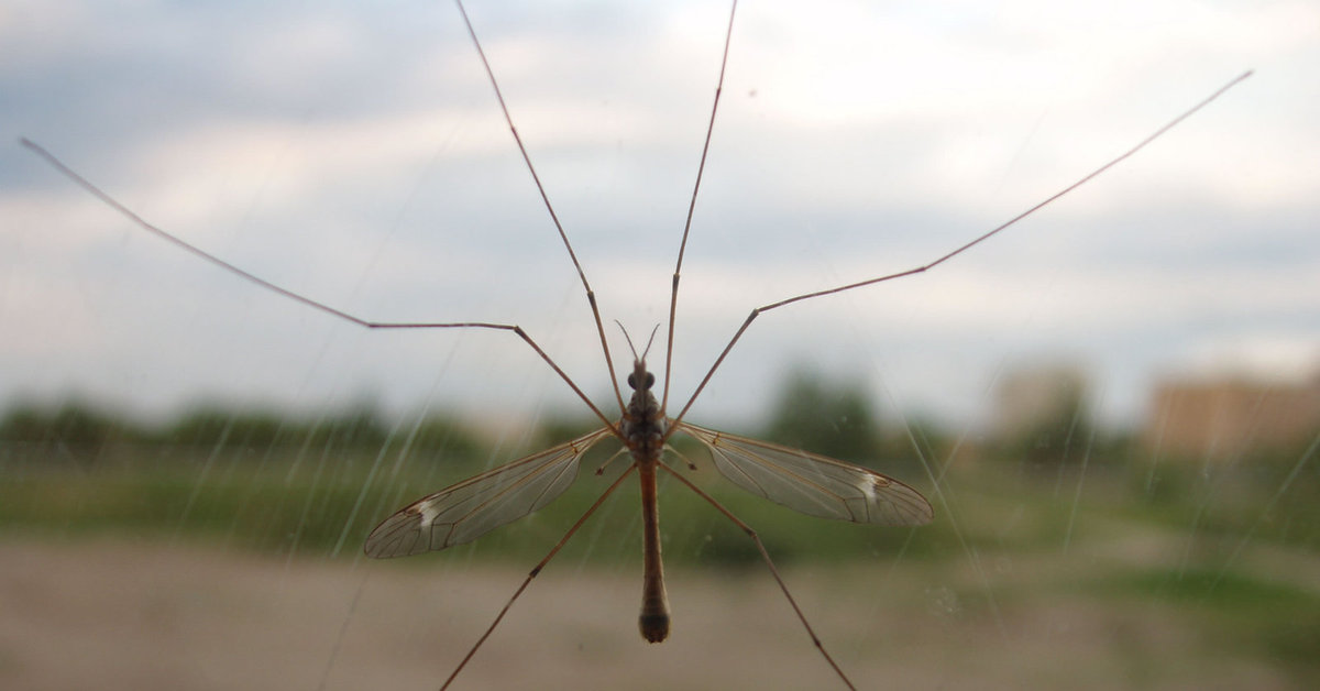 Большие комары-долгоножки