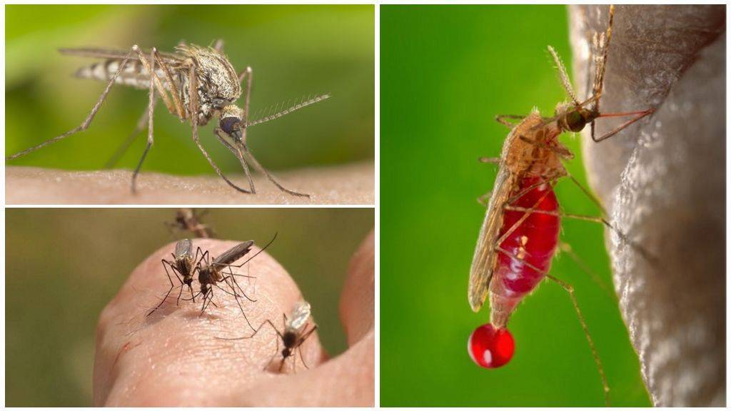 Почему комары кого-то кусают, а кого-то нет - с какой группой крови выбирают
