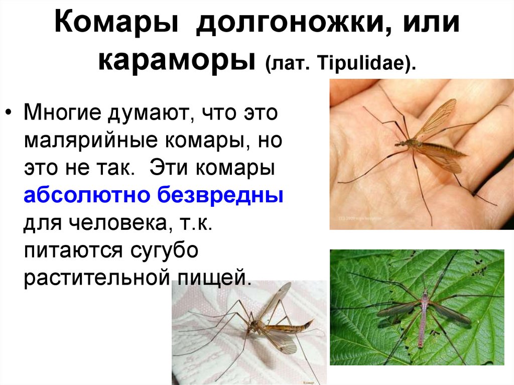 Вредная долгоножка – комар, который угрожает растениям