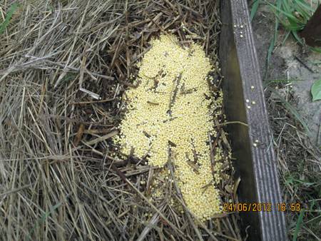 Помогает ли пшено от муравьёв на дачном участке? принципы использования - etocvetochki.com