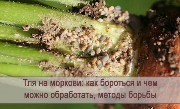 На моркови тля, как бороться в домашних условиях - agroflora.ru