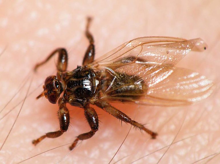 Лосиный клещ: опасен ли для человека, защита от мухи кровососки
