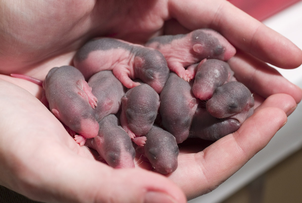 Сколько мышей рождается за один раз, как часто плодятся, сколько мышат в выводке у одной домовой мыши, сроки вынашивания детёнышей