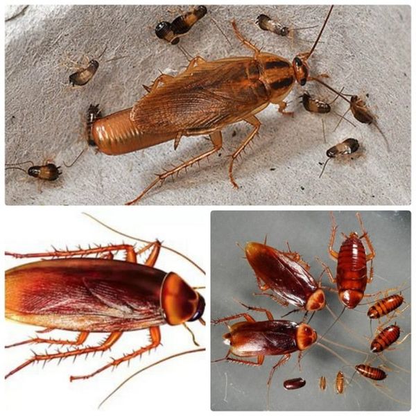 Рыжие тараканы: описание вида с фото, сколько живут, чем питаются, как избавиться от них в квартире русский фермер