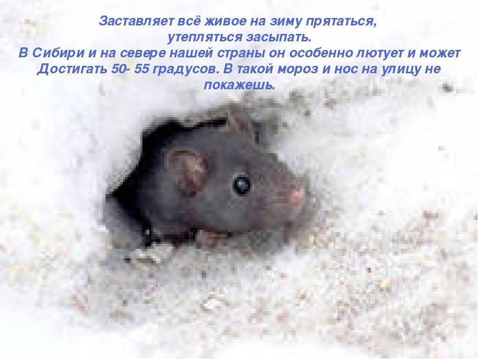 Когда просыпаются летучие мыши, где они зимуют? / как избавится от насекомых в квартире