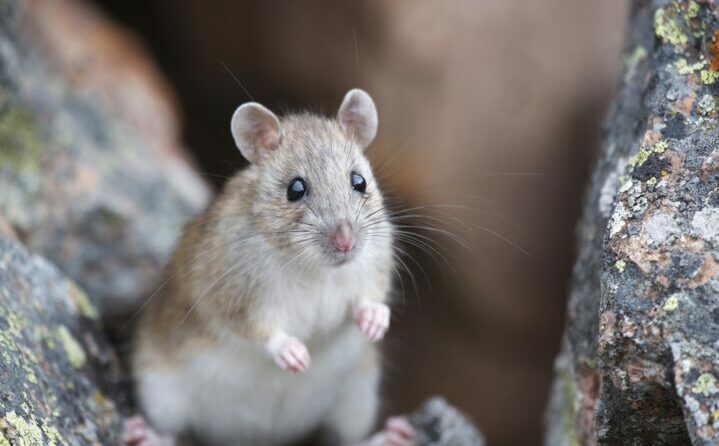 Домашние крысы: виды и особенности содержания