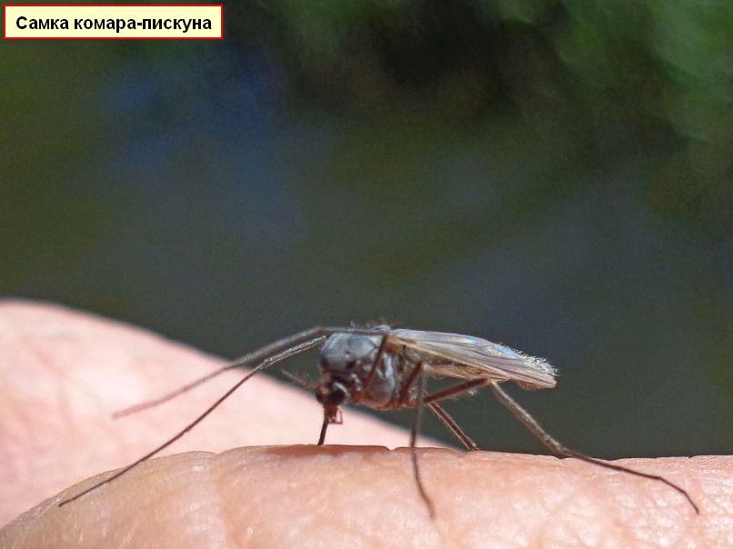 Продолжительность и цикл жизни комара. сколько дней живут комары после укуса?