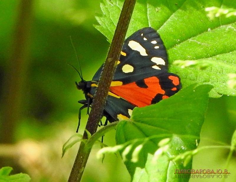 Бабочка медведица госпожа – летнее чудо у ручья