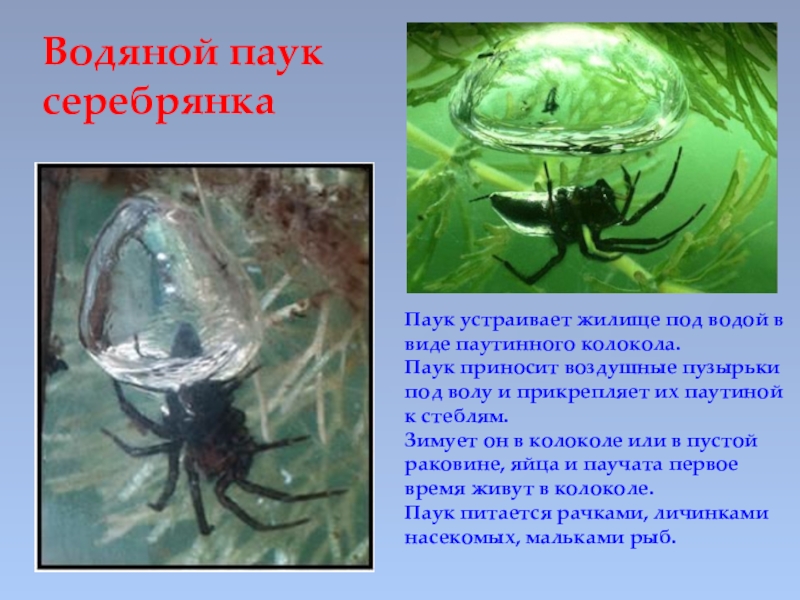 Единственный в мире подводный паук - zefirka