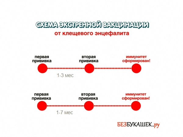 Прививка От Инц Энцефалита Цена