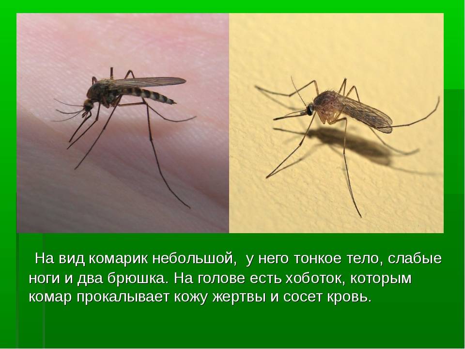 Сколько живет комар с кровью и без?