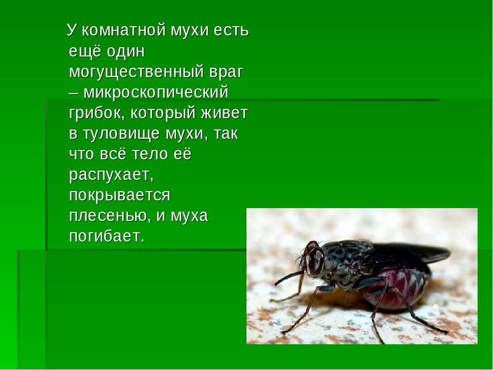 Домашняя (комнатная) муха: описание. описание и фото домашней мухи