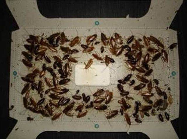 Как избавиться от тараканов: эффективные способы против насекомых, чем вывести их в квартире