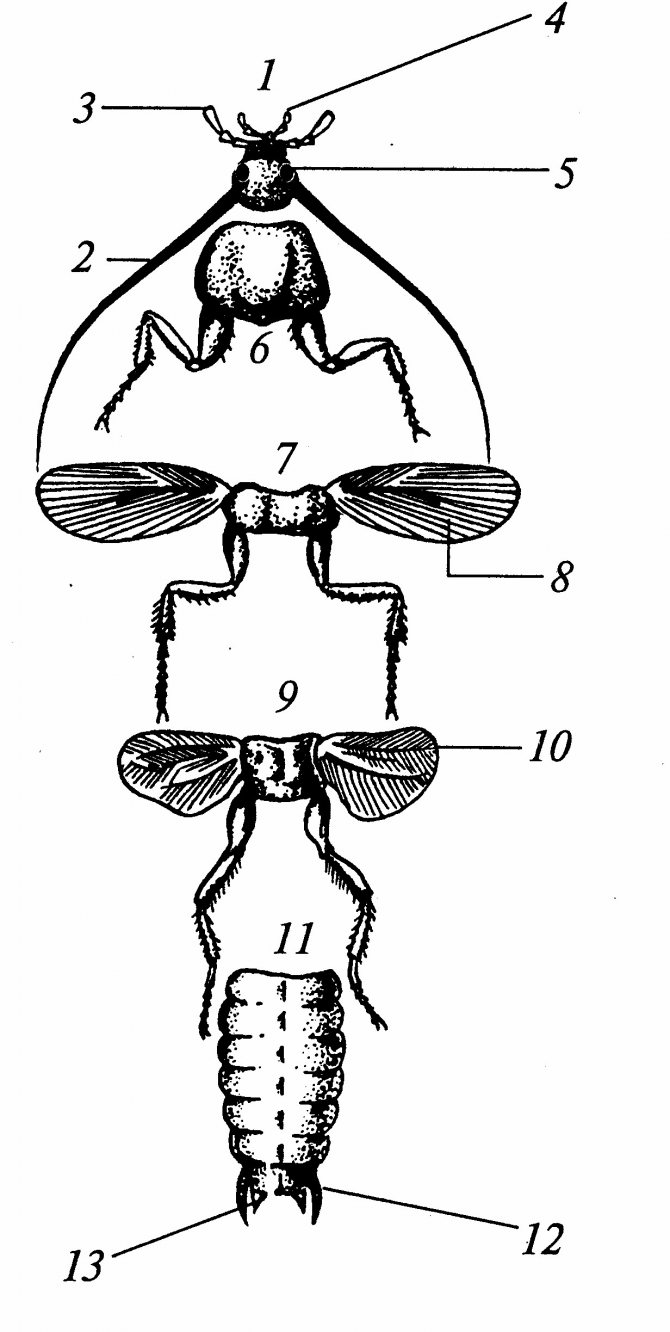 строение насекомых картинки