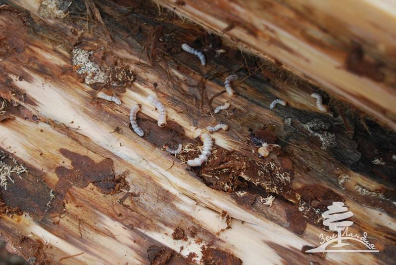 Как избавиться от короеда в деревянном доме, способы вывести из досок в бане