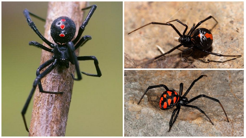 Топ-10 самых ядовитых пауков в мире