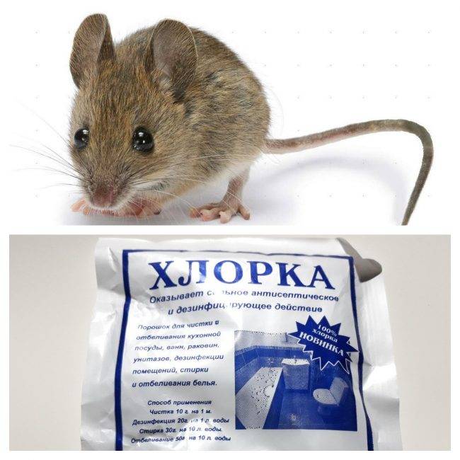 Финишный штрих в дератизации: как избавиться от запаха мышей в доме или квартире
