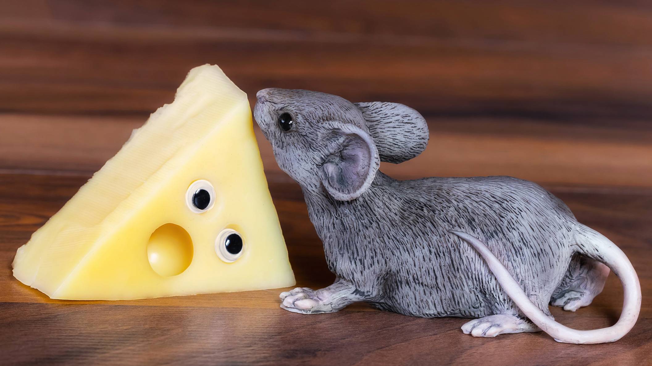 Мыши едят сыр или нет. действительно ли мыши любят сыр