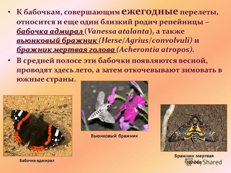 «колибри» средней полосы россии (бабочки — бражники) | экоелец
