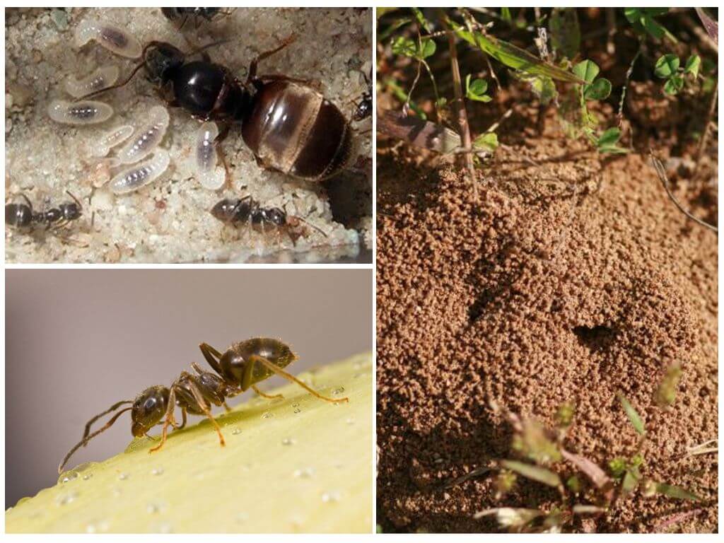 Как избавиться от муравьев на дачном участке: эффективные средства