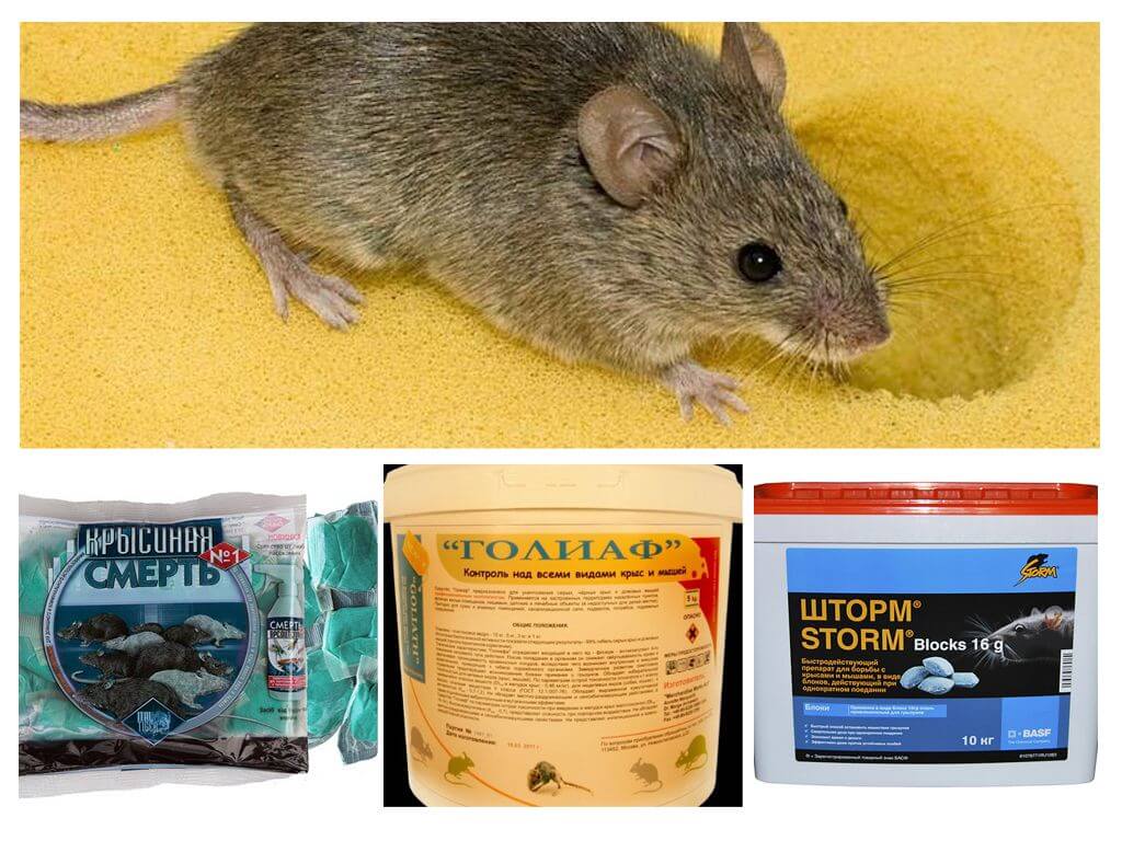 Про мумифицирующие отравы для крыс и мышей и нюансы работы этих средств