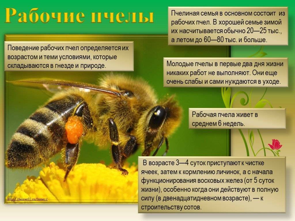 Карпатка и среднерусская породы пчел