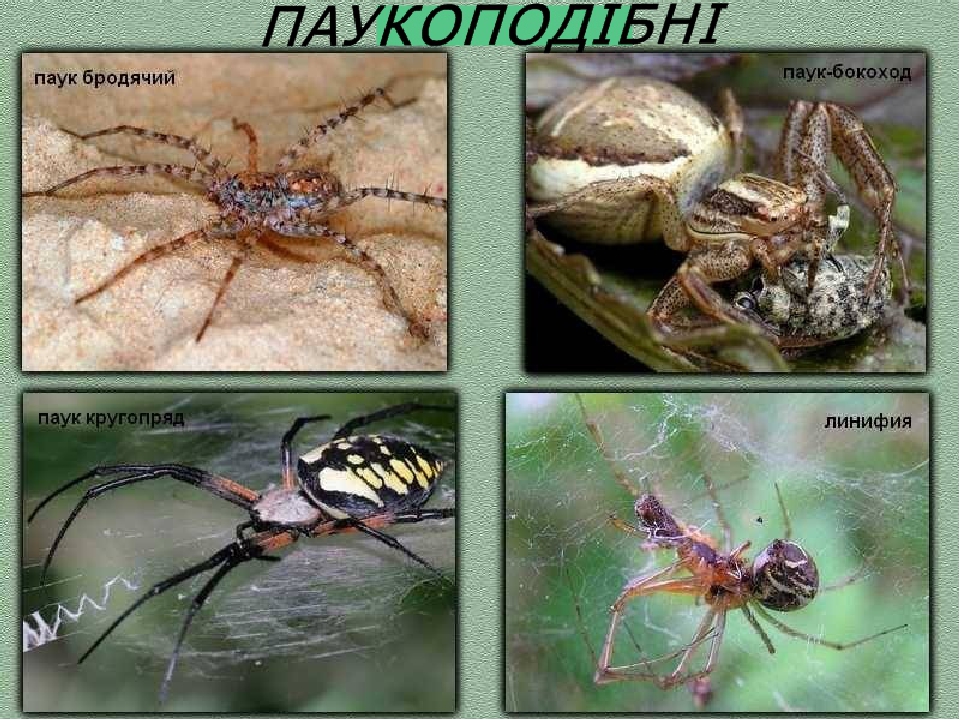 Интересные пауки: самые необычные и экзотические виды в мире
