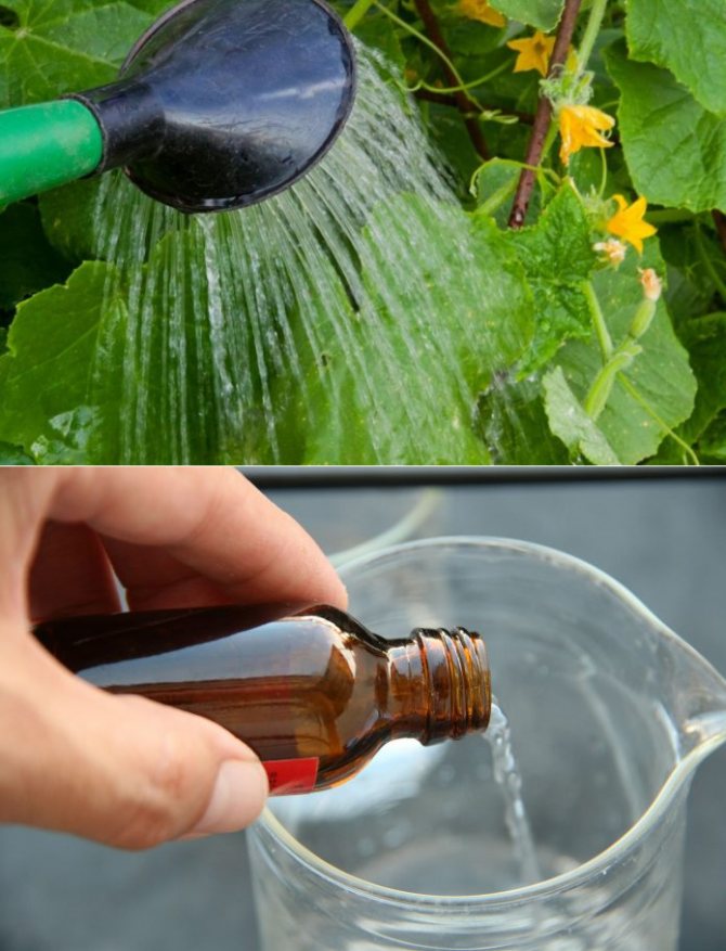 Нашатырный спирт от тли: применение – опрыскивание плодовых деревьев, как обработать перцы и смородину в огороде, как избавиться