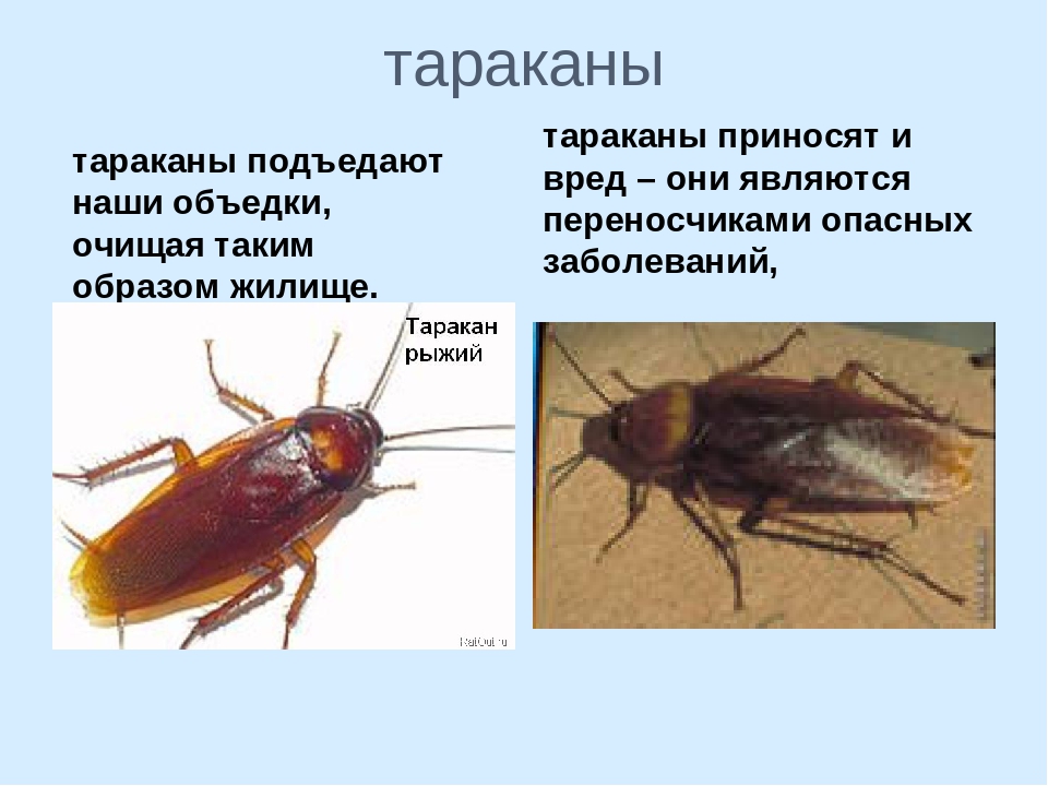 Чем могут быть опасны рыжие тараканы для человека, и бывает ли на них аллергия