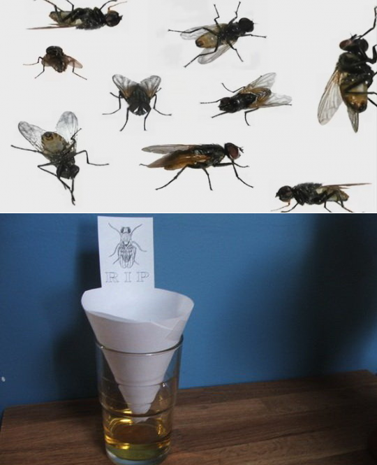 Какие бывают ловушки для мух и как их сделать своими руками