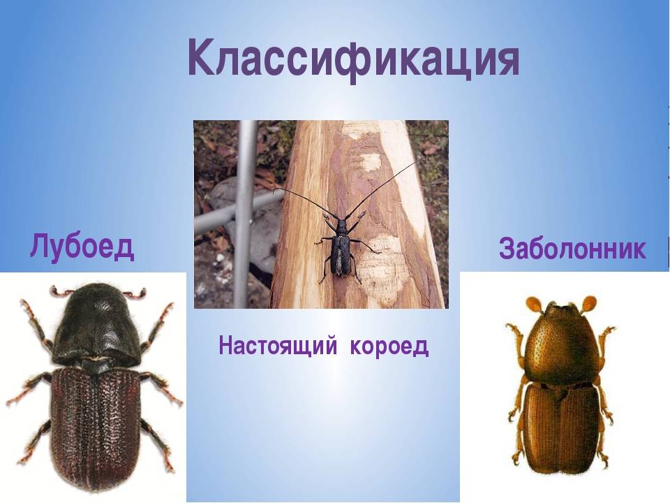 Как избавиться от жука-короеда: как определить, чем опасен, методы профилактики, обзор 5 лучших инсектицидов, их плюсы и минусы