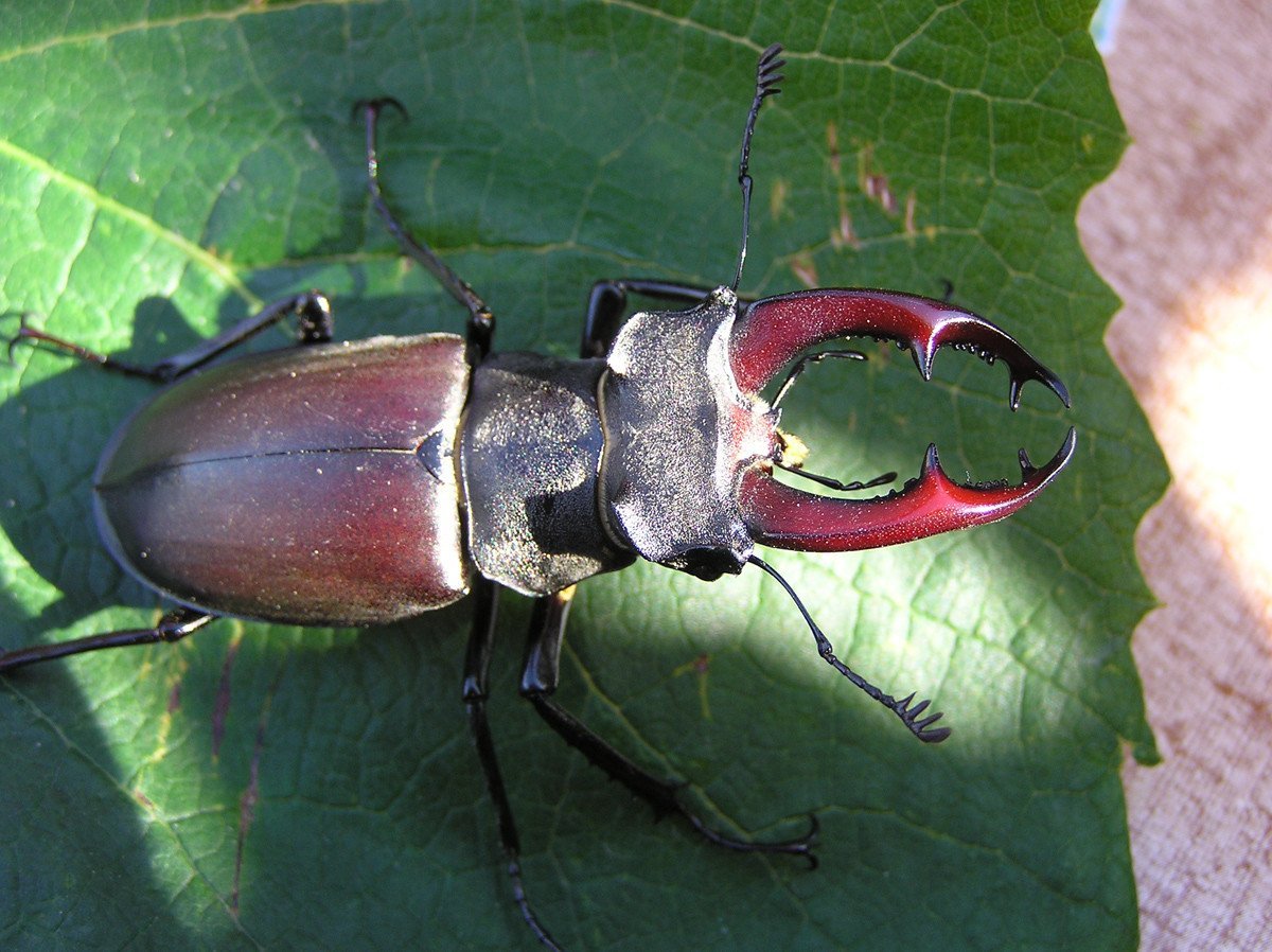 Крупное насекомое, похожее на колибри: описание и фото :: syl.ru